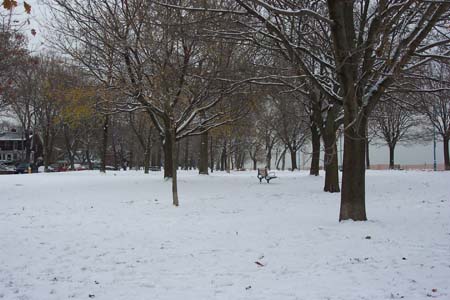 Do trees feel the cold?